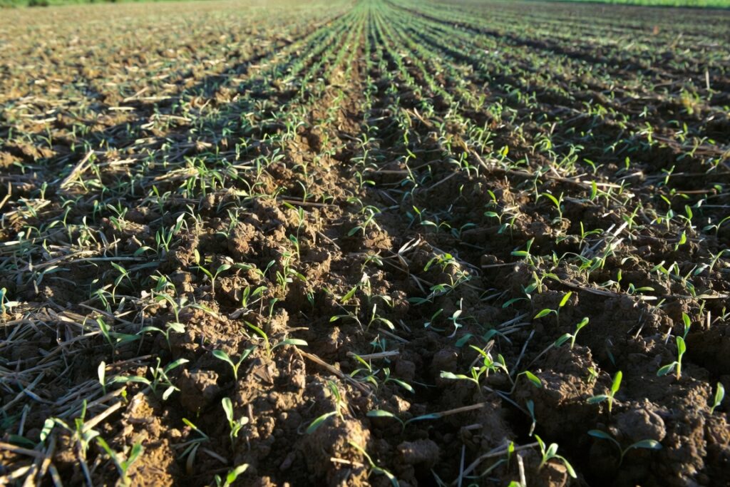 Plante tinere de rapiță de toamnă răsărite uniform într-un teren agricol