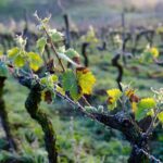 Lăstari tineri de viță-de-vie afectați de înghețul târziu de primăvară