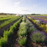 DR-18 plante medicinale, culturi de plante aromatice și flori într-o fermă modernă