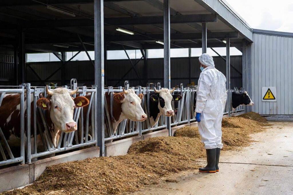 Febra aftoasă în România, măsuri de biosecuritate într-o fermă de bovine