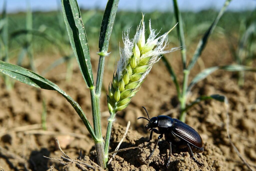 Gândacul ghebos într-o cultură de grâu cu plante afectate de atacul dăunătorului
